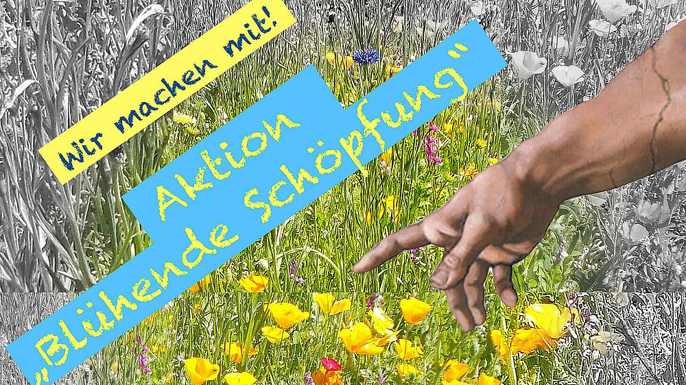 Aktion "Blühende Schöpfung" Blumenwiese mit Hand