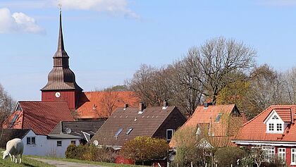 Der Kirchturm von Brokdorf eingebettet in das Dorf und aus der Perspektive vom Deich herab. Im Vordergrund der Aufnahme steht ein Deichschaf.