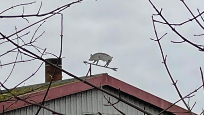 Ein Dach mit einem Schwein als Wetterfahne